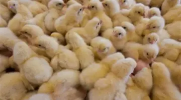 مفاجآت في أسعار الكتاكيت اليوم.. مكة المكرمة تسجل الثمن الأقل للأبيض